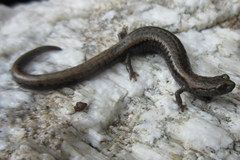 Batrachoseps stebbinsi