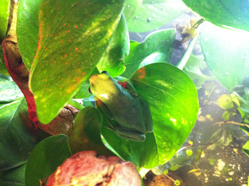 Orange-Legged Leaf Frog