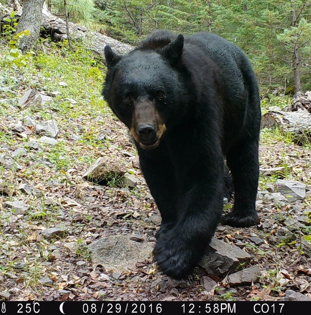 West Mexican Black Bear (Bears of North America) · iNaturalist