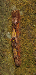 Lepidoptera