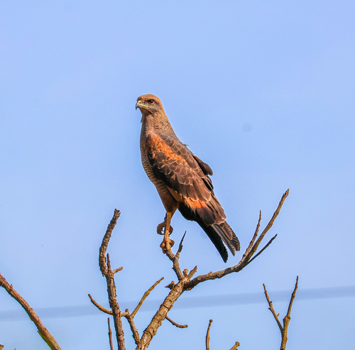 Savanna Hawk