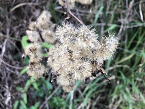 Chromolaena odorata