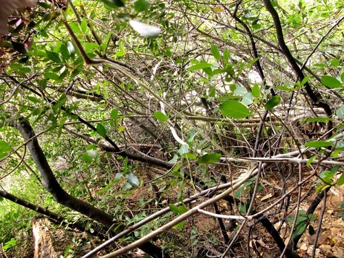Scrambling fig (Ficus burtt-davyi)