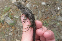 Sceloporus occidentalis biseriatus