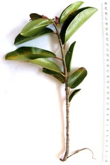 Ficus sur