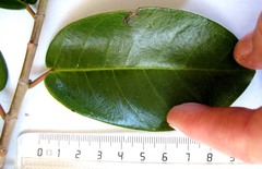 Ficus sur