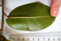 Ficus sur