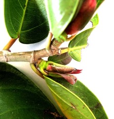 Ficus sur