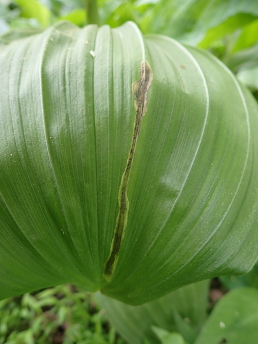 Neochirosia atrifrons
