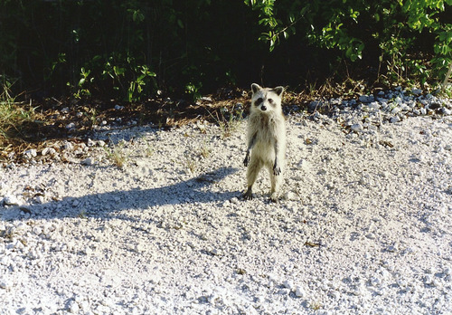 Key Raccoon photographed in Florida