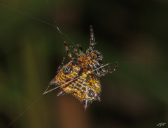 Gasteracantha cancriformis