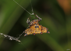 Gasteracantha cancriformis