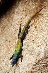 Platysaurus intermedius rhodesianus