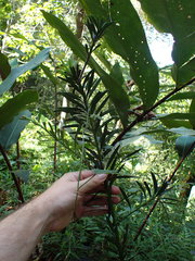 Podocarpus neriifolius