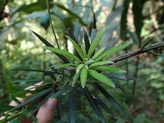 Podocarpus neriifolius