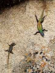 Platysaurus intermedius rhodesianus