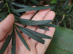 Podocarpus neriifolius