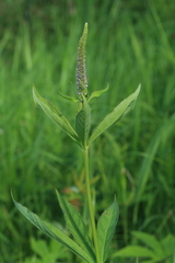 Veronicastrum sibiricum