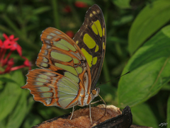 Siproeta stelenes