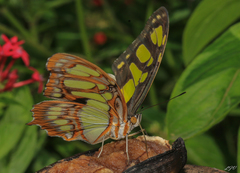 Siproeta stelenes