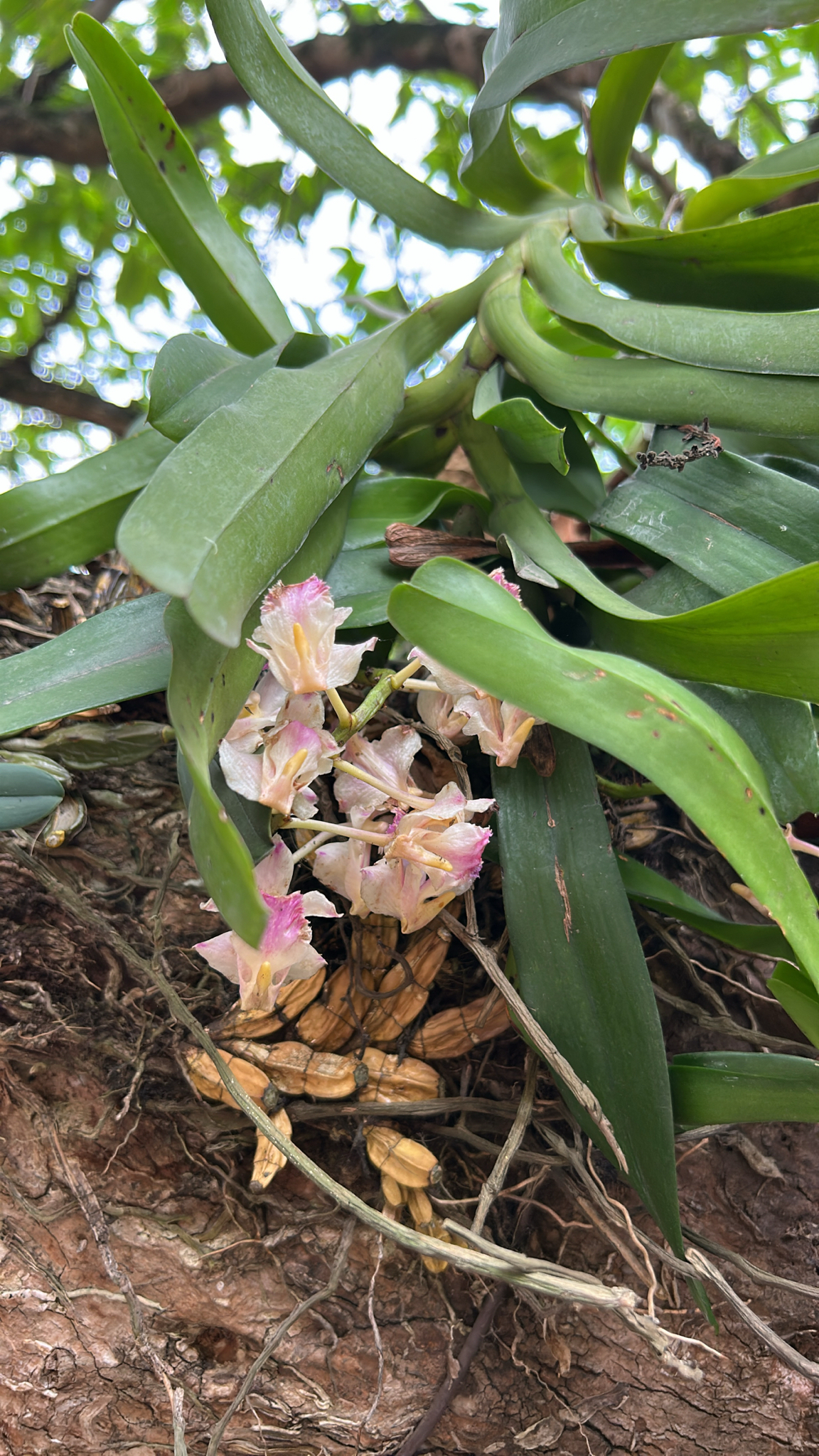 Aerides falcata (Aerides falcata)