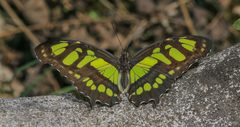 Siproeta stelenes