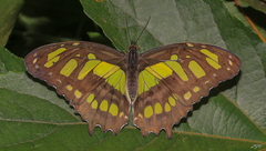 Siproeta stelenes