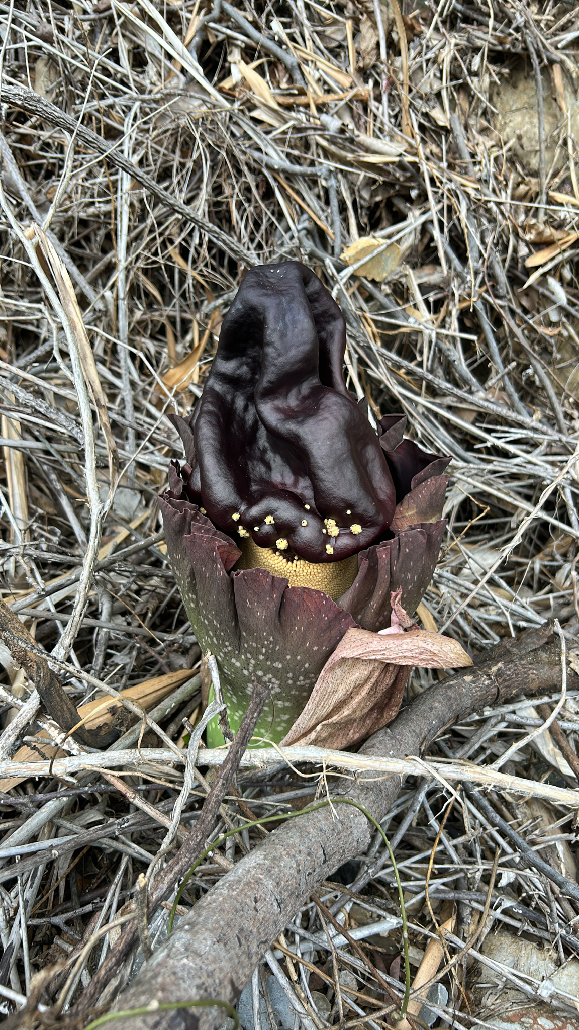 Amorphophallus paeoniifolius — ảnh 3