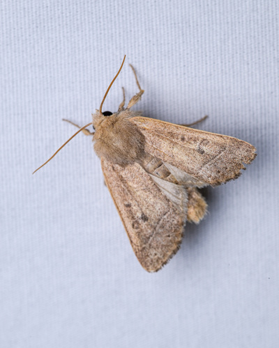 Sheathed Quaker photo 2