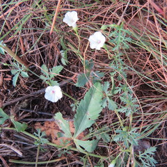Ipomoea coptica