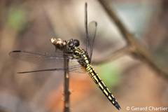 Indothemis carnatica