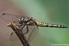 Indothemis carnatica