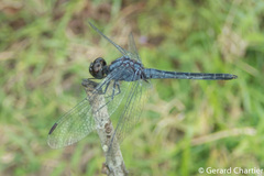 Indothemis carnatica