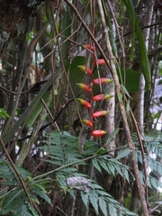 Vriesea simplex, photograph Marcio Santos Ferreira, CC BY, iNaturalist via GBIF