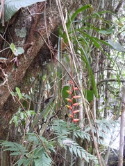 Vriesea simplex, photograph Marcio Santos Ferreira, CC BY, iNaturalist via GBIF