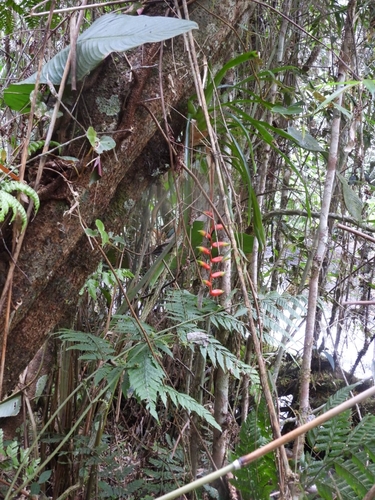 Vriesea simplex, photograph 6