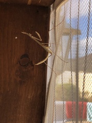 Hypsicorypha gracilis