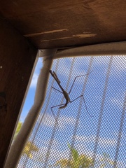 Hypsicorypha gracilis