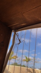 Hypsicorypha gracilis