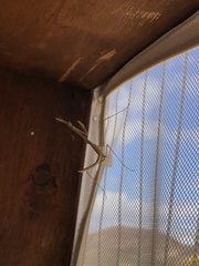 Hypsicorypha gracilis