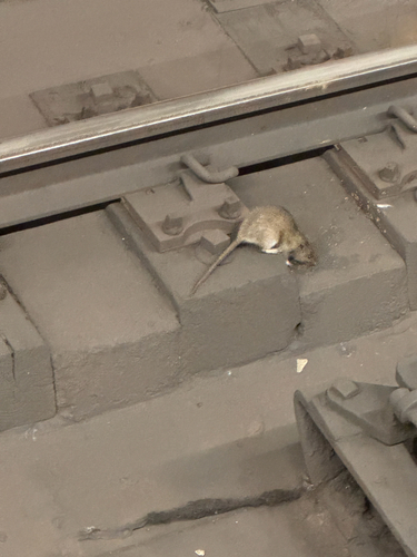 Rat photographed near here on 2026-05-14