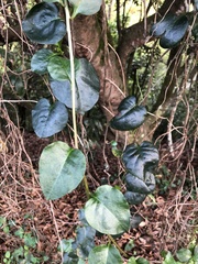 Anredera cordifolia