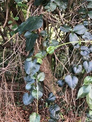 Anredera cordifolia