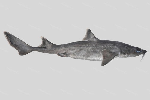 Mandarin dogfish (Cirrhigaleus barbifer) — Squalidae