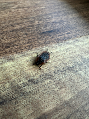 Carrion Beetle