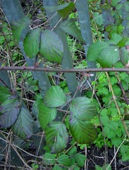 Rubus nemoralis