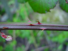 Rubus nemoralis