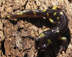 Ensatina eschscholtzii croceater