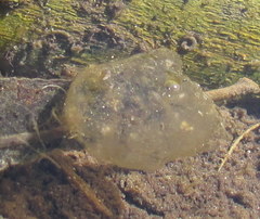 Pseudacris hypochondriaca