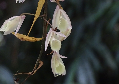 Hooded orchid (Dendrobium aphyllum)